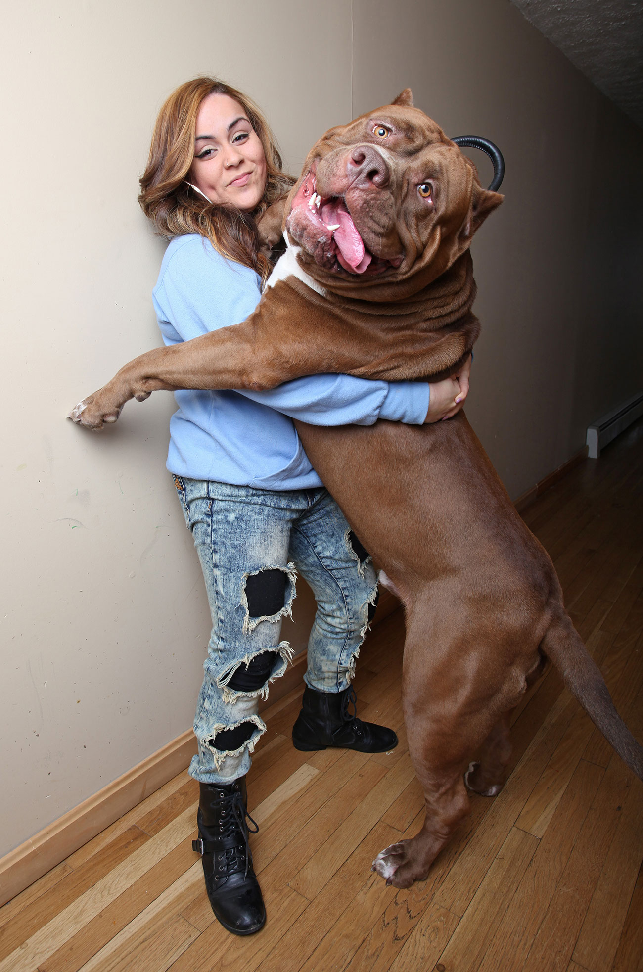 Hulk with Frances Cummings at the Dark Dynasty K9s facility on February 22, 2015 in Twin Mountain, New Hampshire