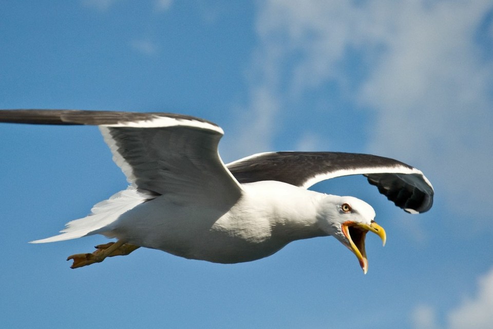  Three gulls were said to have attacked the tot