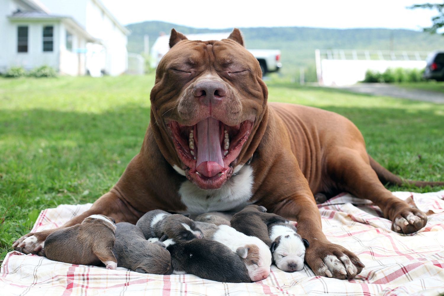 Litter-ally a giant . . . Hulk shows his pride in his new puppies