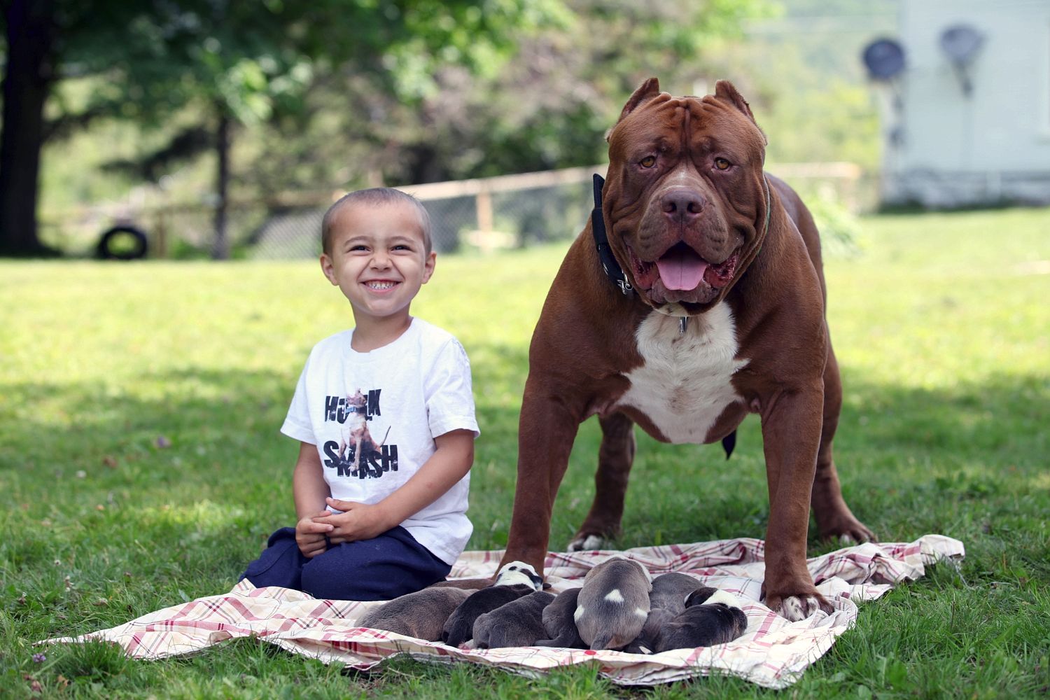 Monster mutt . . . Hulk protects his pups