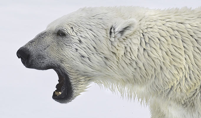 Polar Bear. Longyearbyen, Nordkappsundet, Nordaustlandet,, Svalbard, Norway