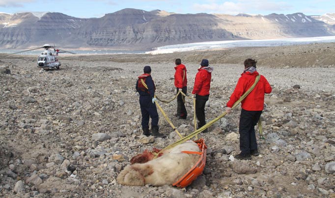 Horror ... rescuers remove bear that killed 17-year-old Brit