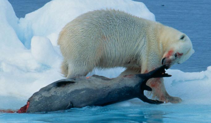 A polar bear hunting