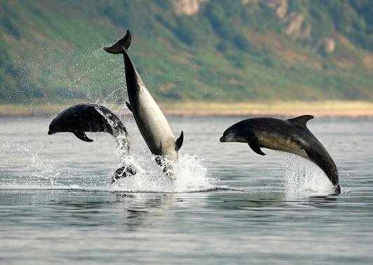 Bottlenose Dolphins in the waters of Black Isle, Scotland. 
A DOLPHIN returning to British shores celebrated by flippin¿ fish in front of delighted onlookers. The excited female Bottlenose dolphin called Zephyr tossed the 20-pound salmon up to 20-feet into the air and caught it in her beak. She was part of the population of about 260 Bottlenose dolphins who swim to the shores of Scotland to feed from the salmon that spawn there this time of year. Inverness-based marine conservation officer, Charlie Phillips, 51, witnessed the incredible sight while studying the creatures at Chanonry Point on the Black Isle near his home city.