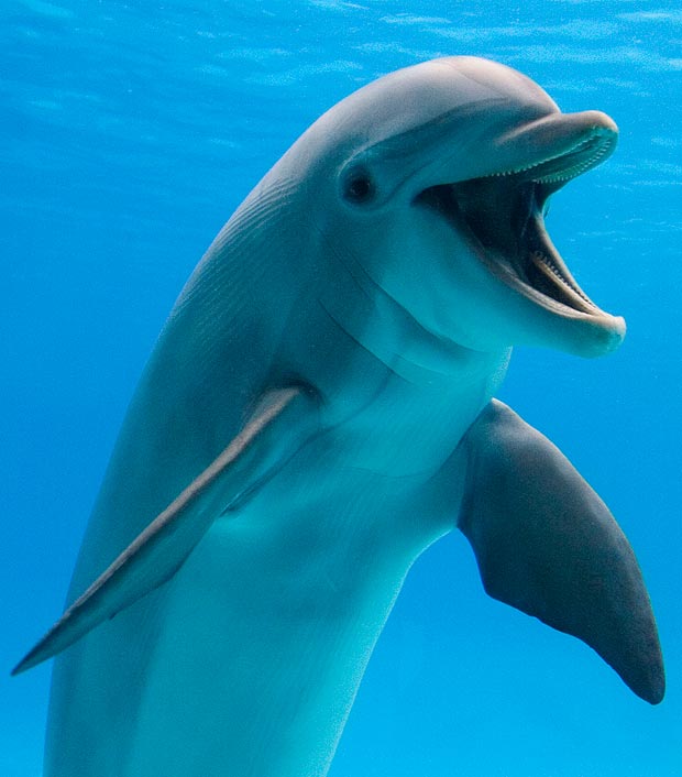 Bottlenose dolphin - underwater