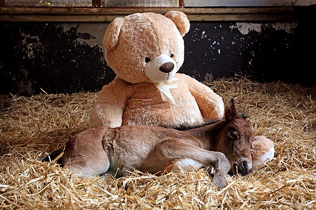 Orphaned Dartmoor Hill Pony Breeze who snuggles up with a teddy bear at the Mare and Foal Sanctuary in Newton Abbot, Devon.