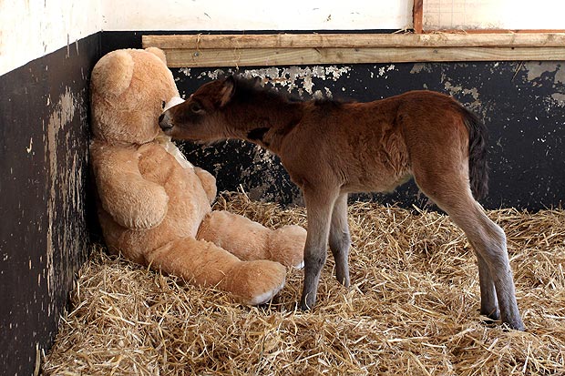 Orphaned Dartmoor Hill Pony Breeze who snuggles up with a teddy bear at the Mare and Foal Sanctuary in Newton Abbot, Devon.