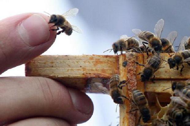 OPEN FOR BUZZ-NESS ... Colonsay and Oronsay on the Inner Hebrides have been named as the UK¿s first nature reserves ¿ for honeybees