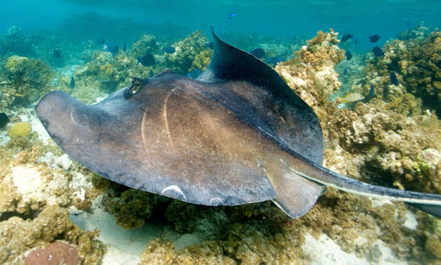 A southern stingray swimming on the sea floor near Anegada reef.