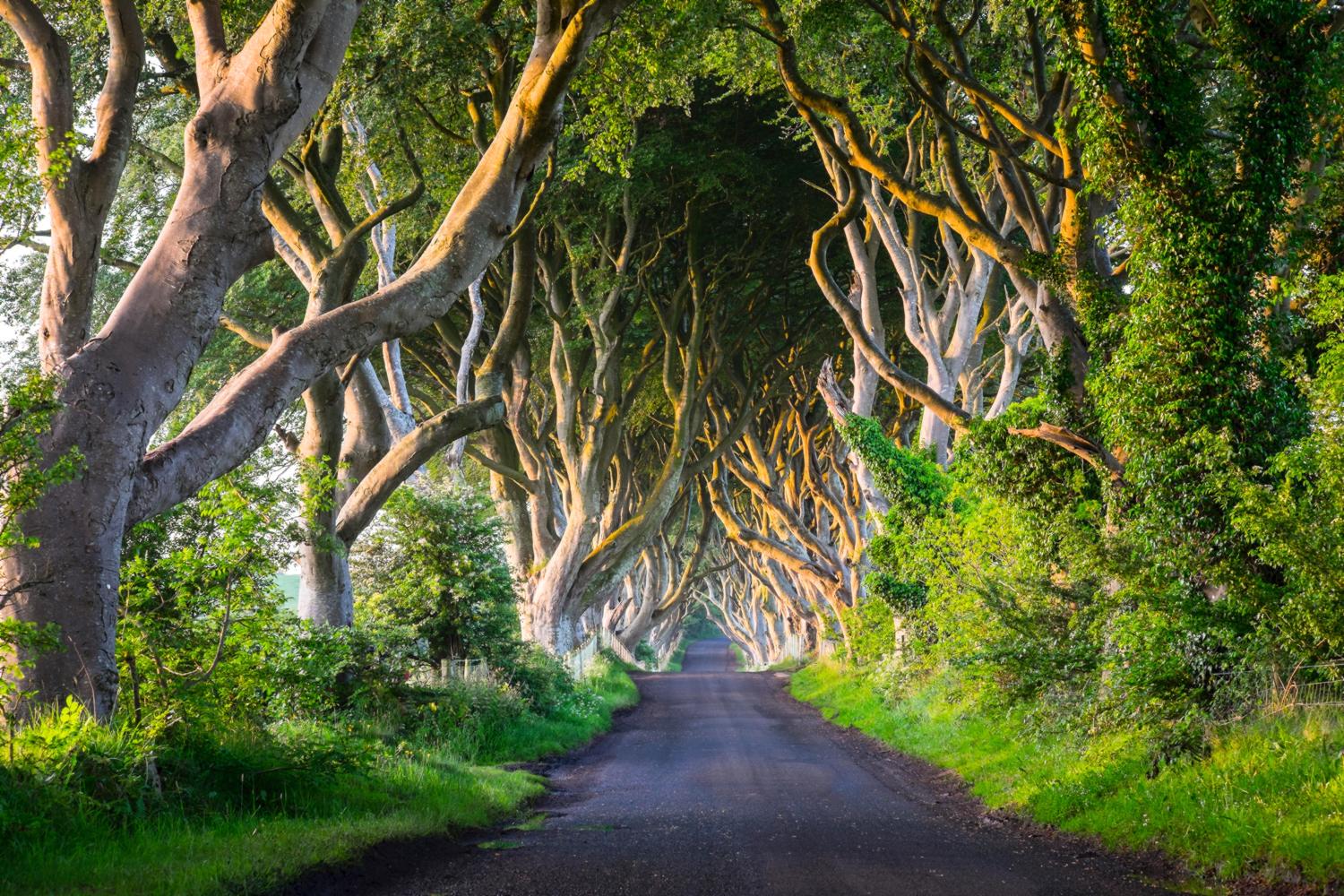 Fiction ...The Kingsroad, the grandest highway in the                 Seven Kingdoms