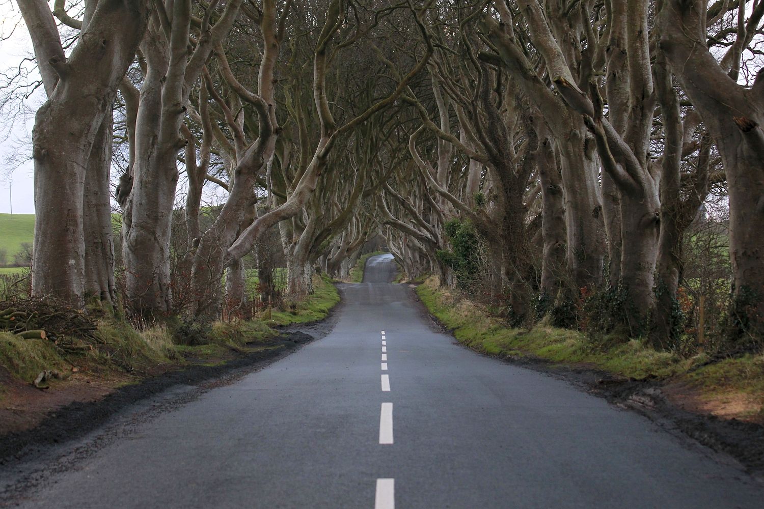 Reality ... the road is  actually The Dark Hedges,  Bregagh Road in Northern Ireland