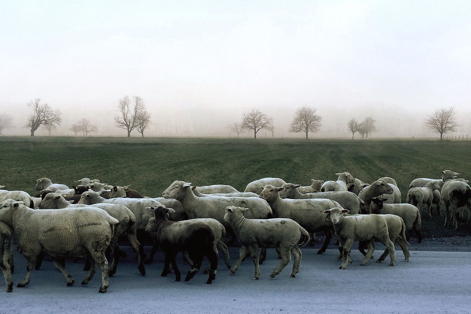 Council planned to use flocks of sheep on roads as part of traffic-calming measures