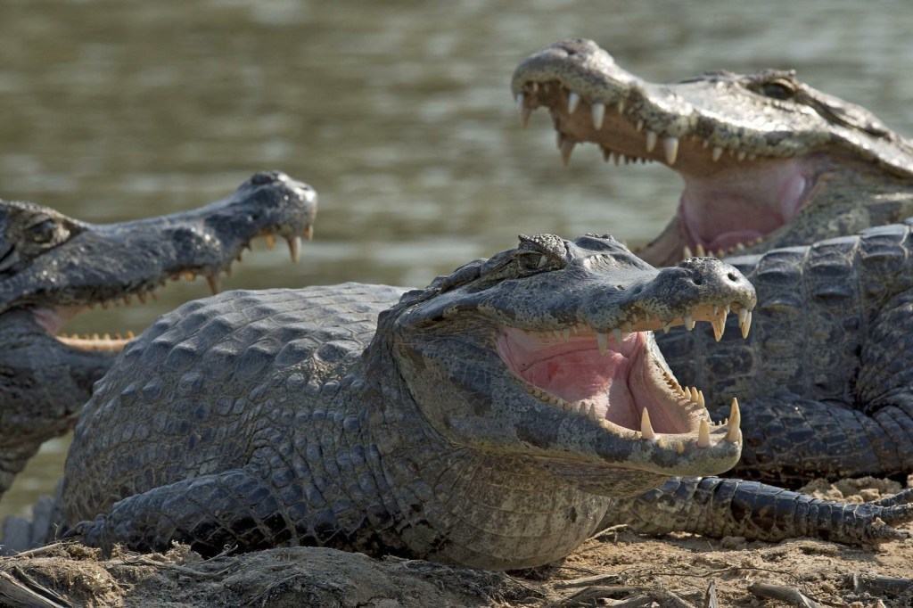  The fearsome caiman will apparently be no risk to golfers