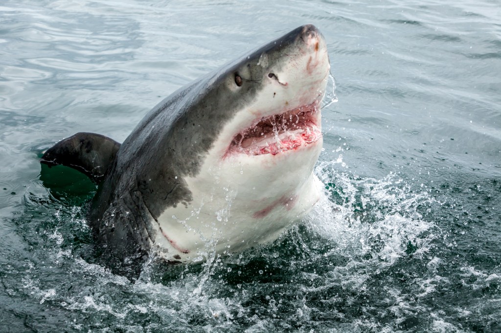  The shark slams into its doomed prey with the force of a car crash