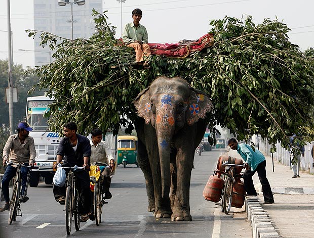  Elephant branches out into the city