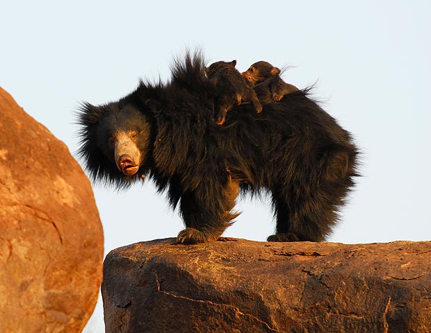  Sloth bear and her cubs