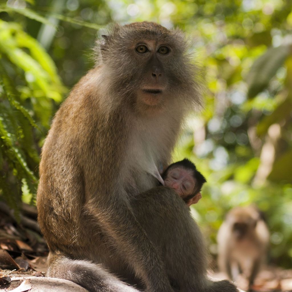  Julie Walters said the wildlife on Penang Hill is 'fabulous'