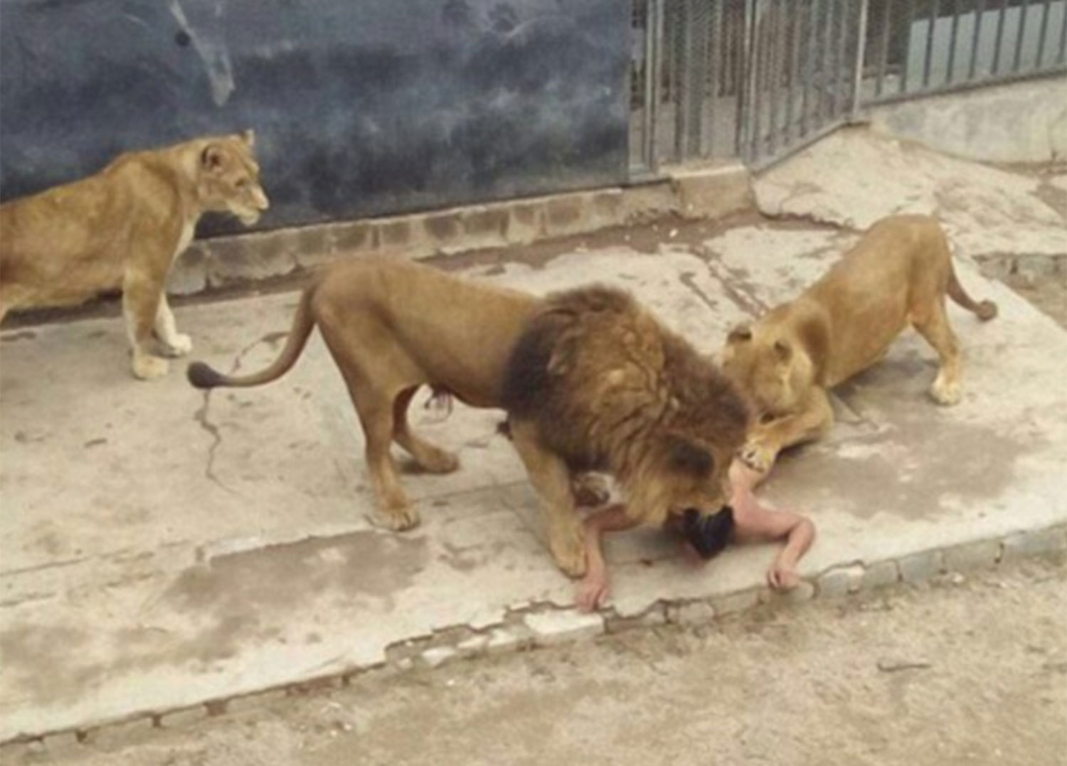 A 20-year-old man took off his clothes and broke into a lion enclosure at Santiago zoo, where he was mauled by lions