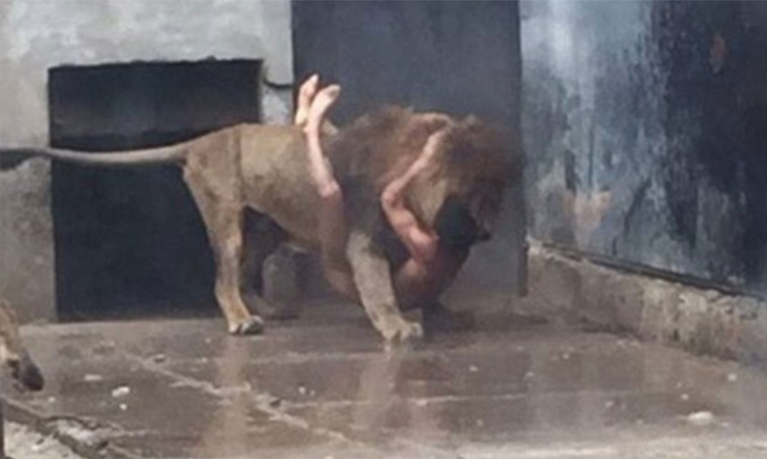 A 20-year-old man took off his clothes and broke into a lion enclosure at Santiago zoo, where he was mauled by lions