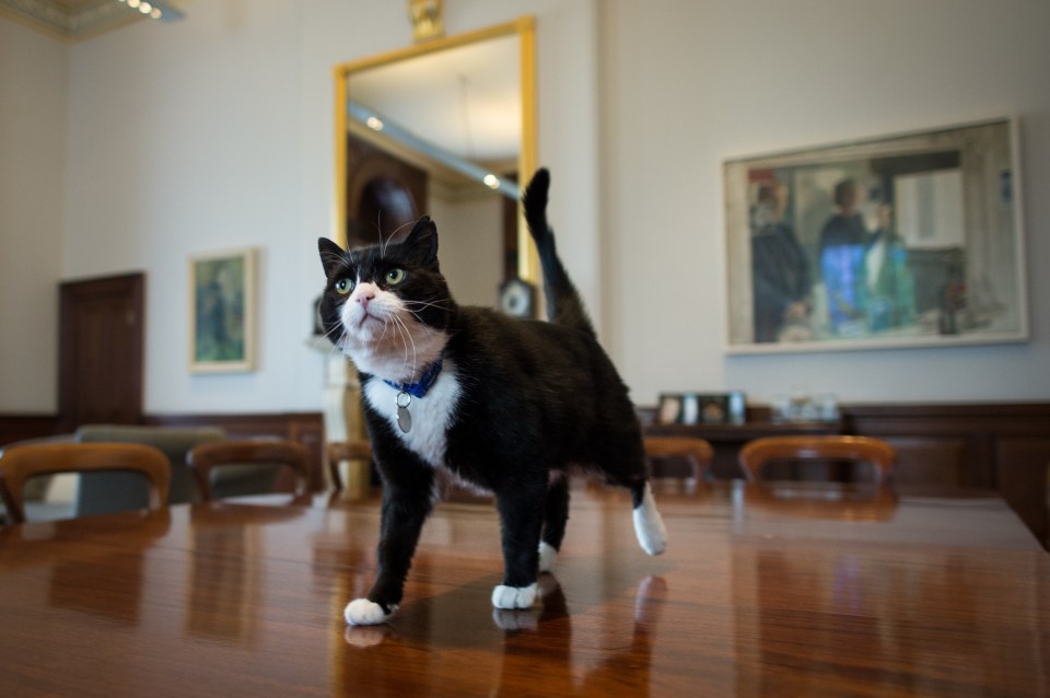  While the cat's away ... Palmerston made a dramatic bid for power with No.10's resident cat Larry is believed to be “away” for a few days