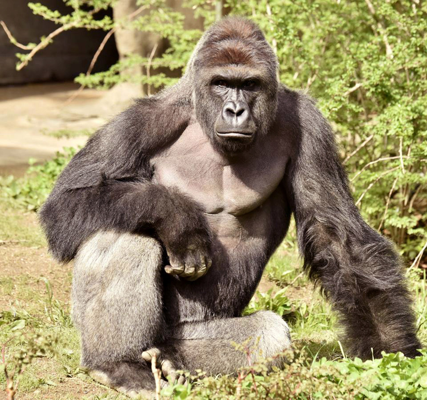 Harambe, a 17-year-old gorilla at the Cincinnati Zoo is pictured in this undated handout photo provided by Cincinnati Zoo. REUTERS/Cincinnati Zoo/Handout via