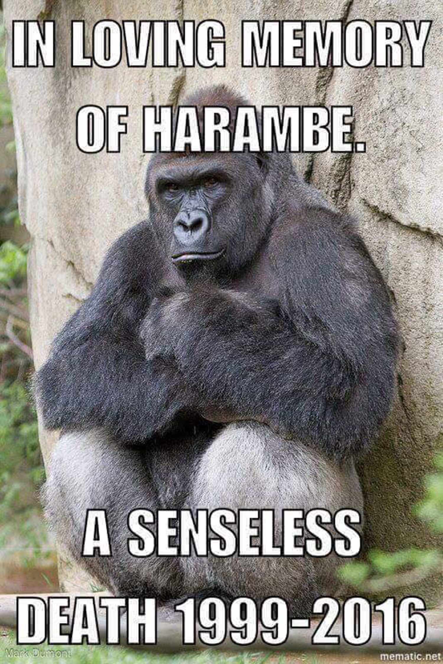 Harambe