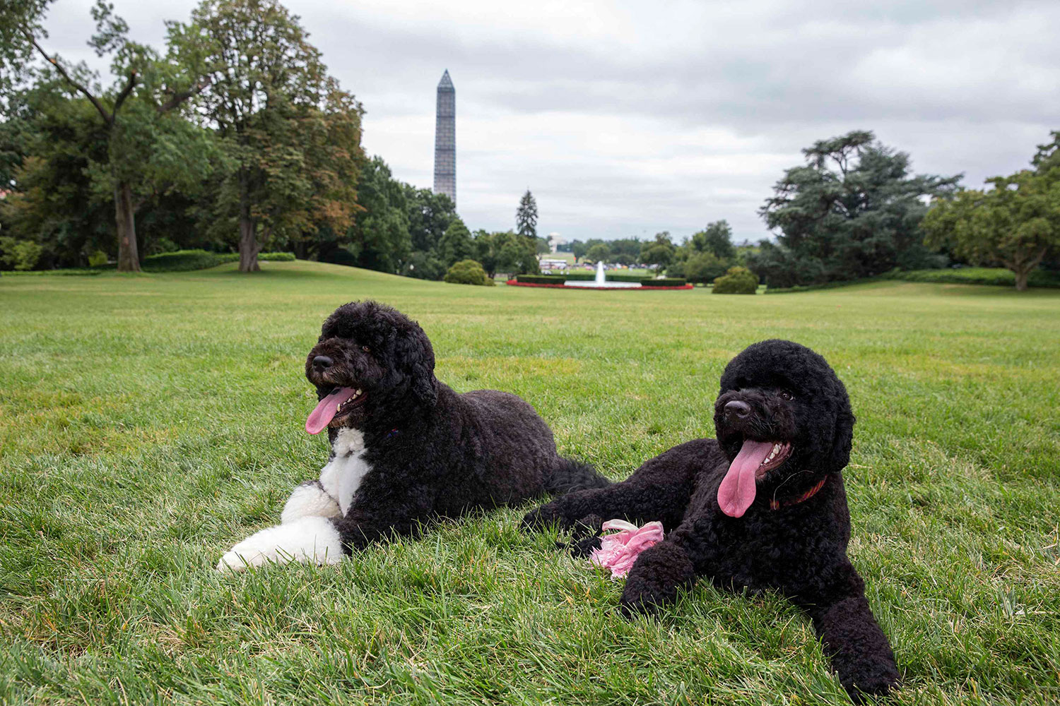  White House dogs Bo (L) and Sunny (R) have become much loved residents at the White House, but Sunny can sometimes be a little unruly