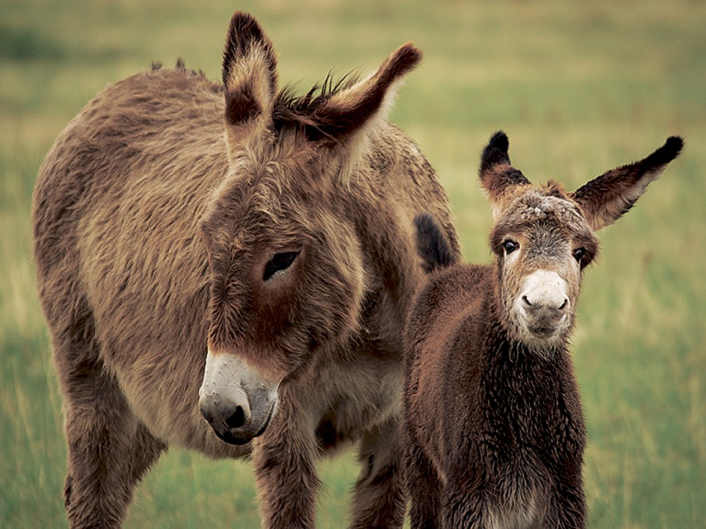  You can feed wild donkeys in Karpaz National Park then catch a boat trip and sip a cold beer as the sun goes down