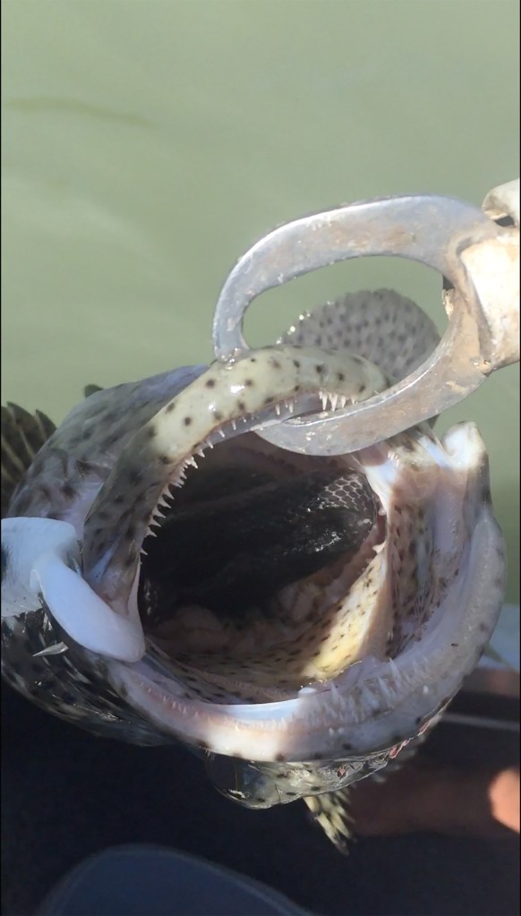  This massive cod had recently enjoyed a deadly snack