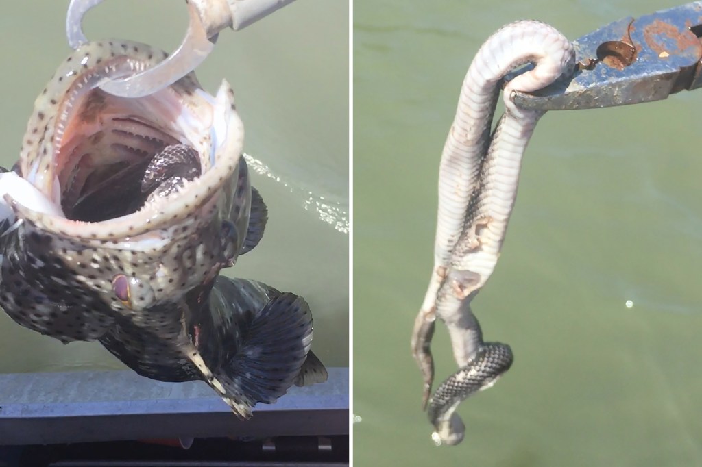  Andy caught this fish and found a slimy stowaway inside