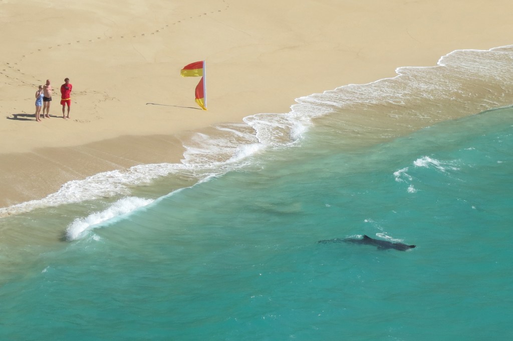  In total five basking sharks were spotted near Porthcurno, with Hosken excited to see them returning to our shores