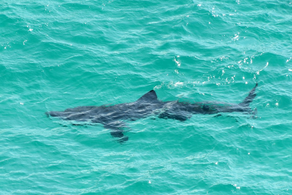  Stunning sight ... Visitors to Porthcurno beach in Cornwall spotted five basking sharks feeding near the shore