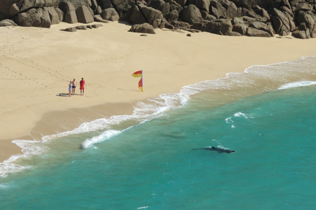  Photographer Rachael Hosken was able to spot the majestic fish from the nearby Minack Theatre which looks down onto Porthcurno beach