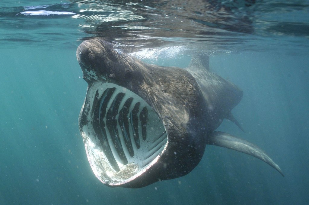  Basking sharks are gentle giants, feeding on tiny animals in the water and posing no threat to humans