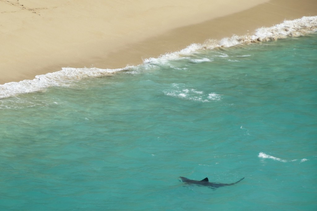  Basking sharks get their name from their tendency to swim close to the surface while feeding in summer, as though they are basking in the sun