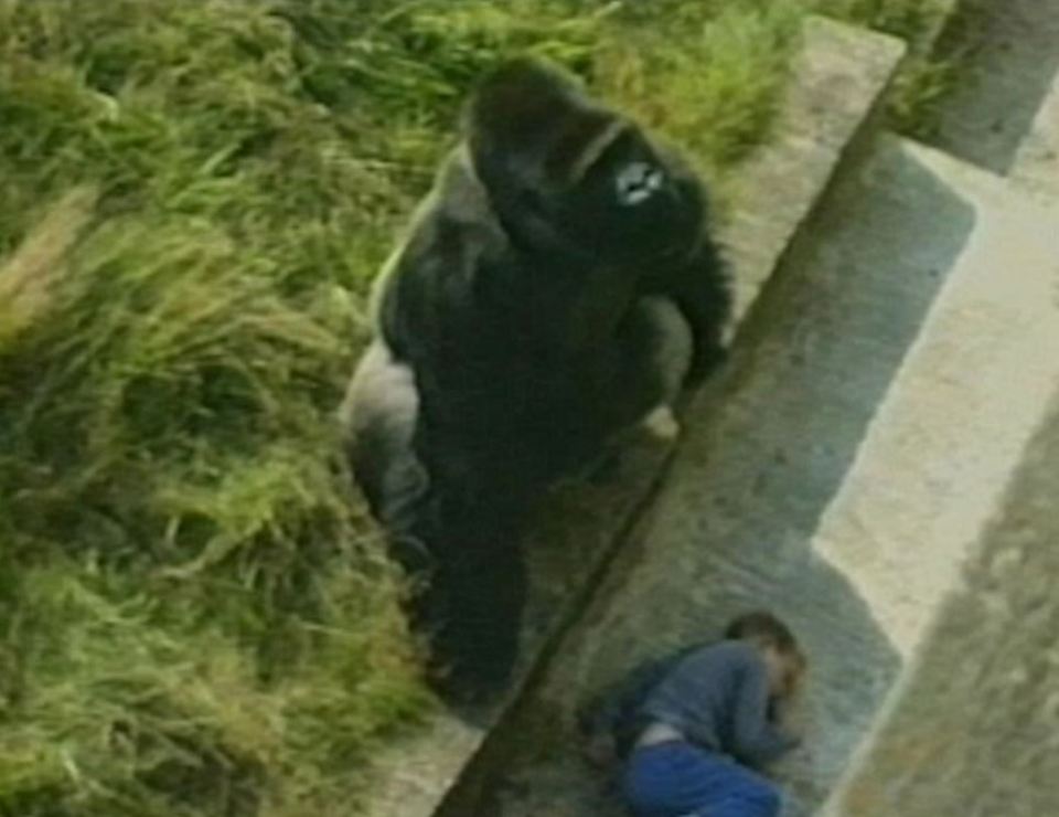  Horrified parents watched as 18st silverback Jambo wandered over serenely to the motionless body of Levan Merritt in 1986 at Jersey Zoo