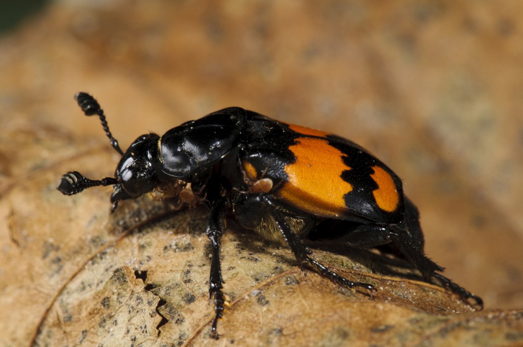  More sex can mean a bigger penis... For beetles