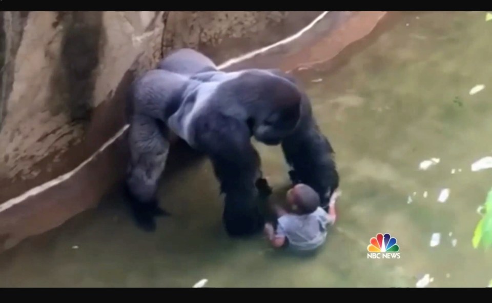  New footage appeared on Monday which seemed to show the gorilla protecting the four-year-old boy called Isaiah Gregg