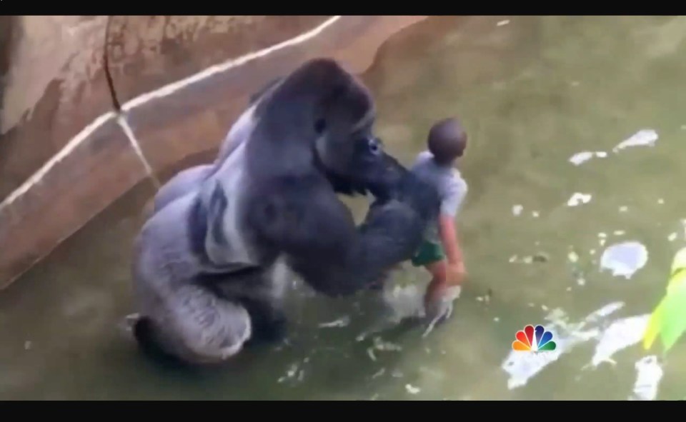  Witnesses claim the Harambe was trying to shield the little boy, not hurt him, before he was shot dead by worried zookeepers