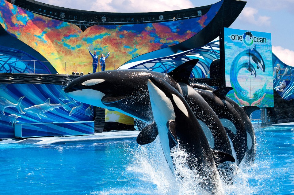  The teen also admitted hacking Seaworld Florida's website