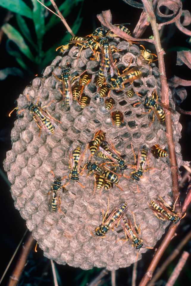  The bag should look like the shape of a wasp's nest