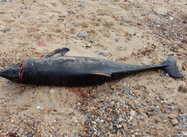  Danger ... plastic in wet wipes is eaten by whales and plankton