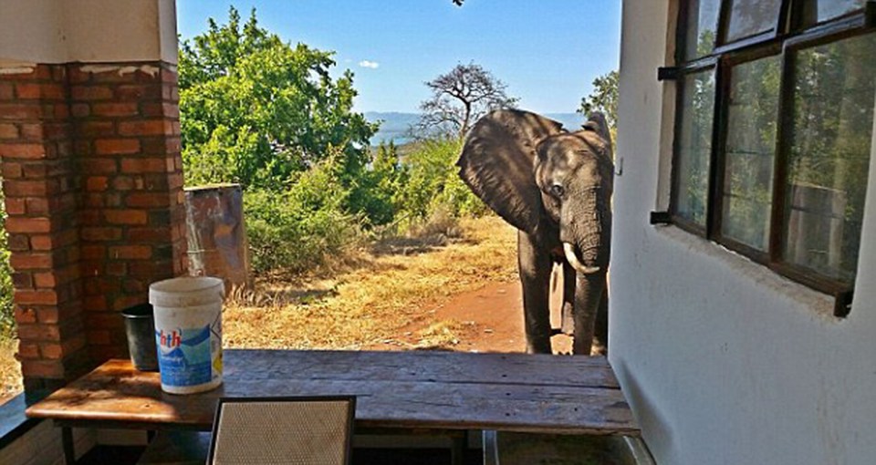  Ben the bull elephant came to the humans for help after he seemed to have been shot by poachers