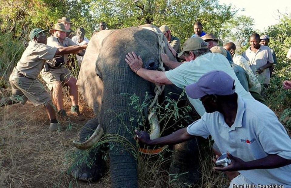  Ben, who was named after the member of staff who first saw he was injured, is now doing well