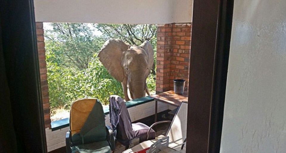  He appeared at the lodge in Zimbabwe limping and appeared to be seriously injured