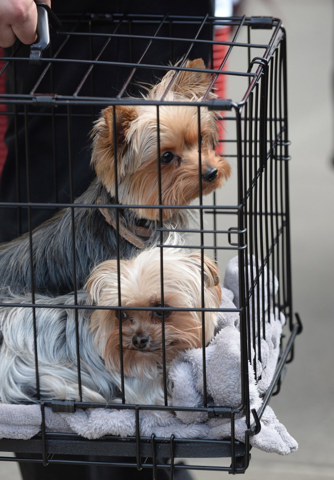  Pistol and Boo are not being fought over by the warring couple.