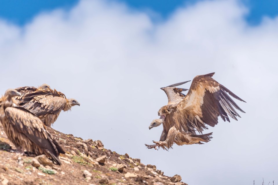  The Buddhist students are not entirely alone in the mountainous valley. Giant vultures swoop over the rooftops of the township