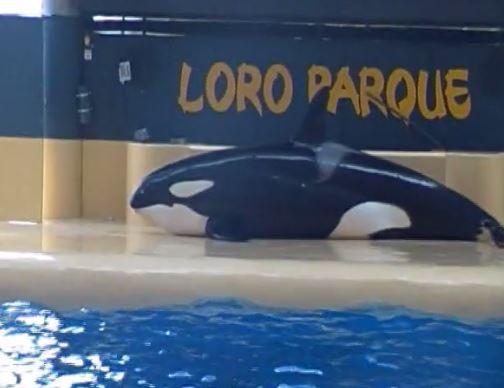  The film was taken at Loro Parque in Spain's Canary Islands where SeaWorld owns all six whales