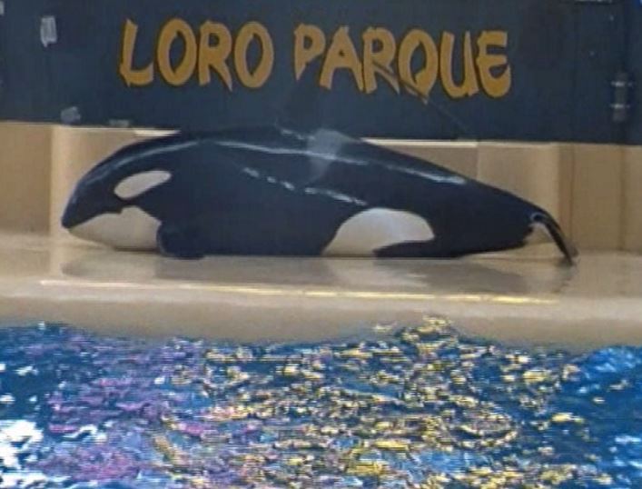  The alarming footage appears to show the captive SeaWorld killer whale ‘trying to commit suicide’