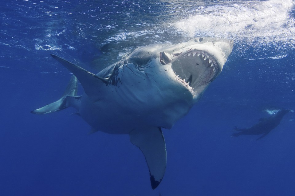  Reports say the shark was 'bigger than their 5.3m boat'